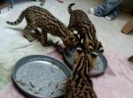 Cheetahs, F1 savannah and Serval kittens