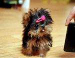 Teacup size Yorkie Puppies For Adoption